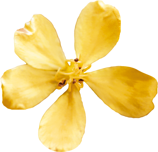No. 1 Agrimony | F-F01
