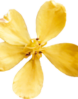 No. 1 Agrimony | F-F01
