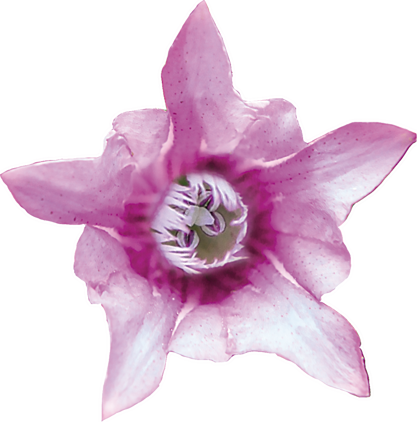 No. 12 Gentian | F-F12