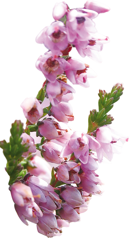 No. 14 Heather | F-F14
