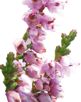 No. 14 Heather | F-F14