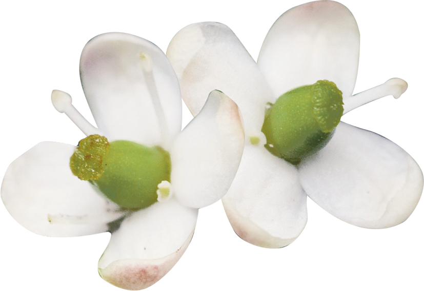 No. 15 Holly (Houx)