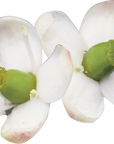 No. 15 Holly (Houx)