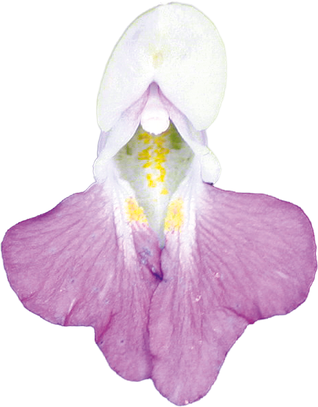 No. 18 Impatiens | F-F18