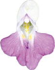 No. 18 Impatiens | F-F18