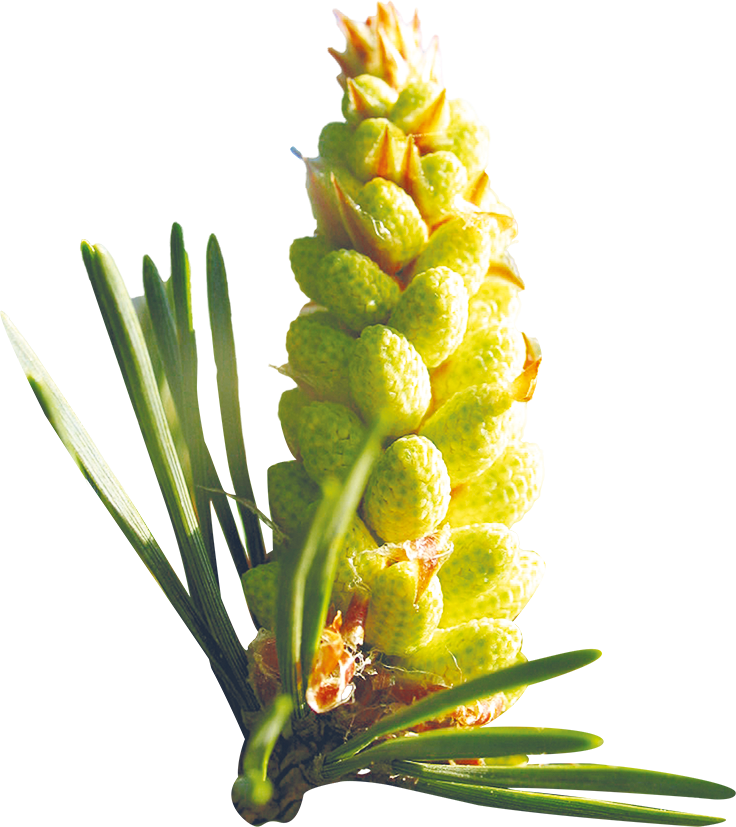 No. 24 Pine | F-F24
