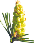 No. 24 Pine (Pin sylvestre)