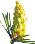 No. 24 Pine | F-F24