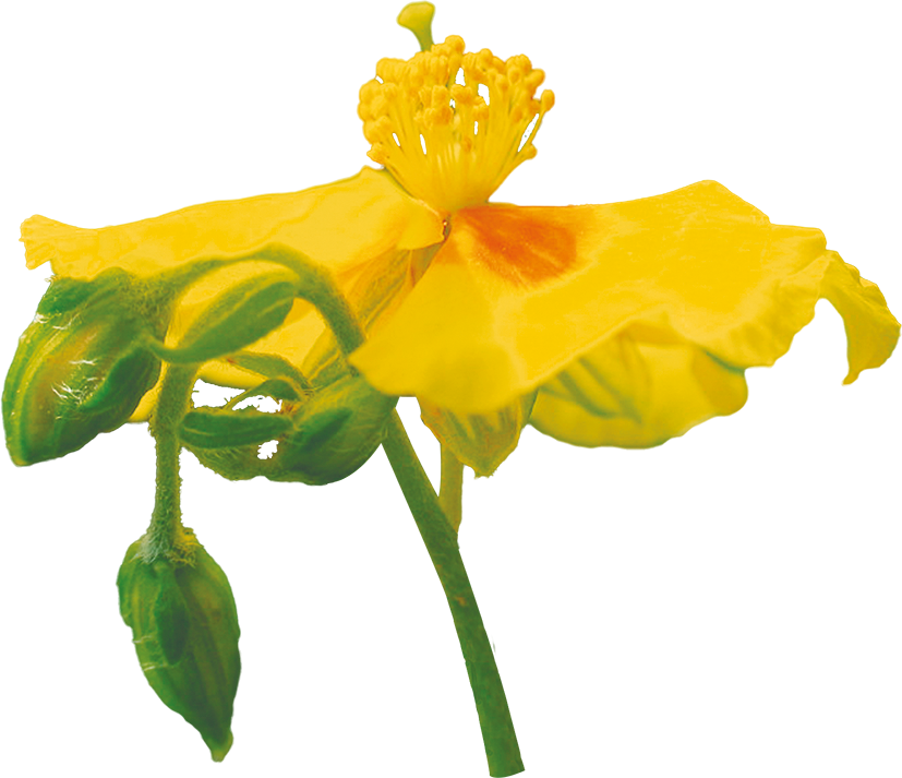 No. 26 Rock Rose | F-F26