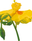 No. 26 Rock Rose (Hélianthème)