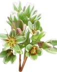 No. 28 Scleranthus (Scléranthe)