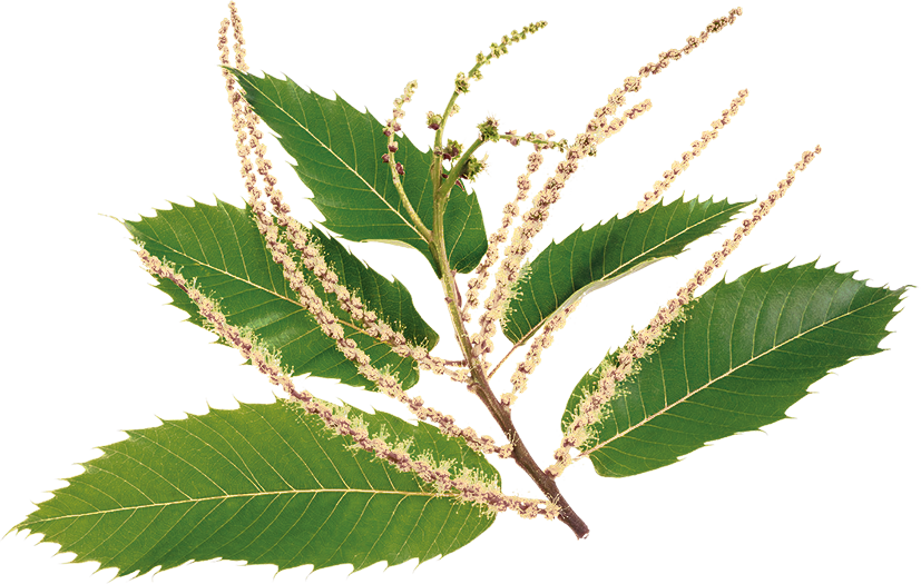 No. 30 Sweet Chestnut | F-F30