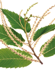 No. 30 Sweet Chestnut | F-F30
