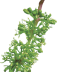 No. 32 Vine (Vigne)