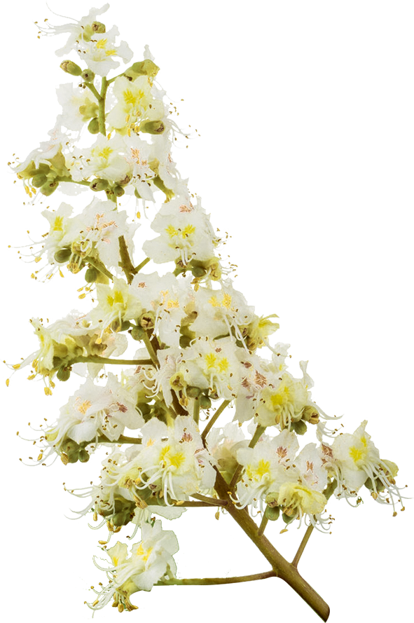 No. 35 White Chestnut | F-F35