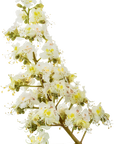 No. 35 White Chestnut | F-F35