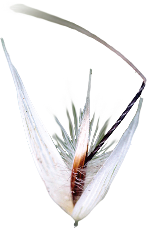 No. 36 Wild Oat (Avoine sauvage)