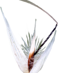 No. 36 Wild Oat (Avoine sauvage)