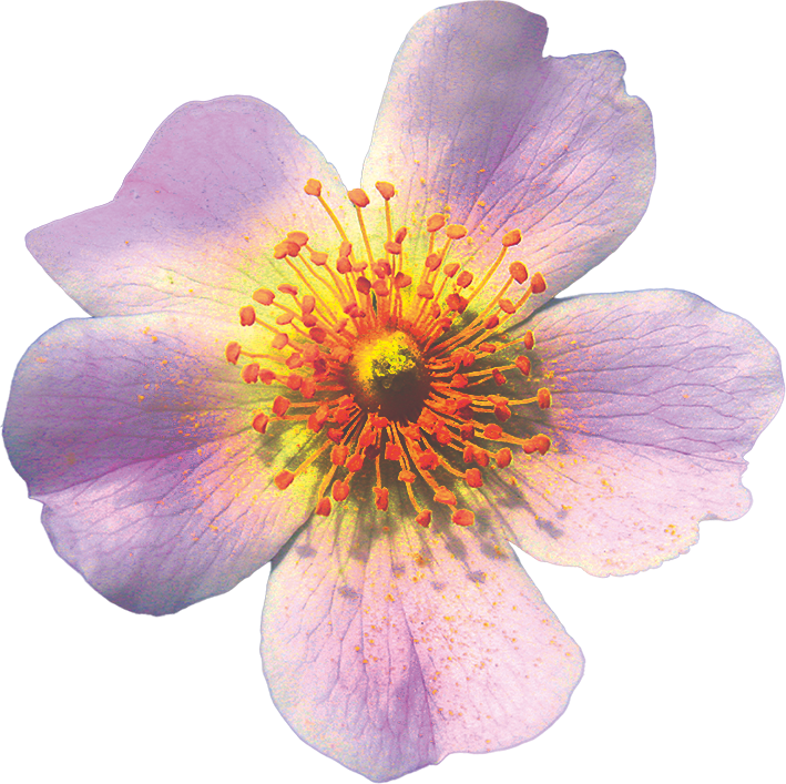 No. 37 Wild Rose (Églantier)