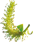 No. 38 Willow | F-F38
