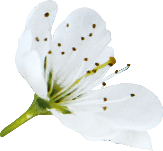 No. 6 Cherry Plum | F-F06