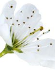No. 6 Cherry Plum | F-F06