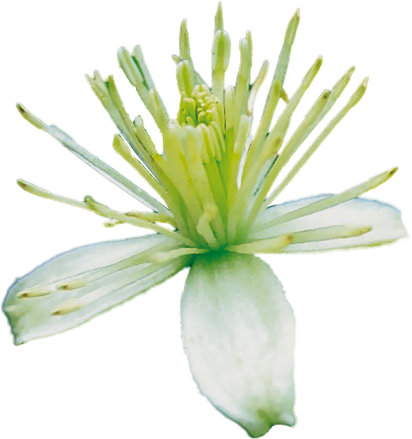 No. 9 Clematis | F-F09
