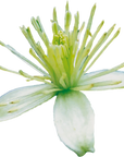 No. 9 Clematis | F-F09