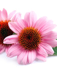 Echinacea