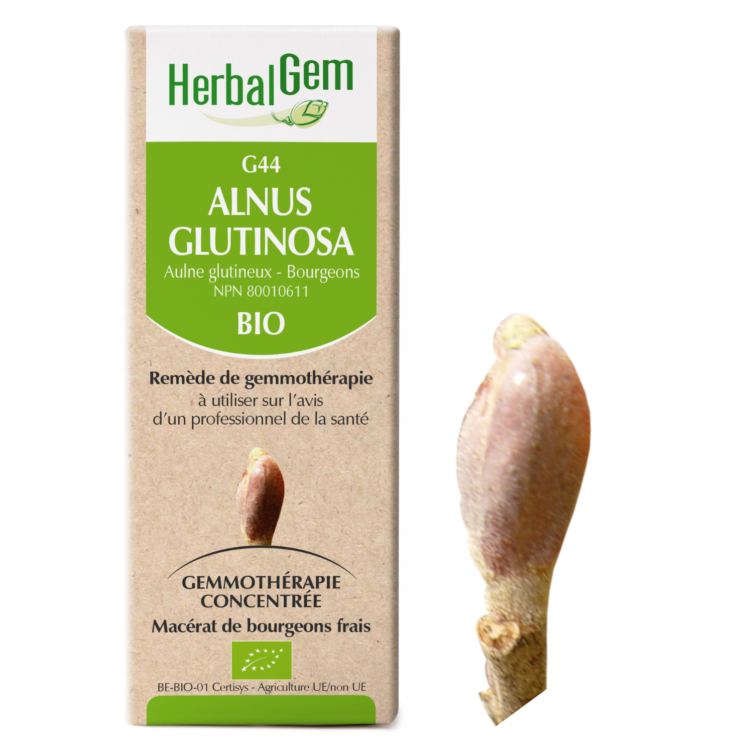 Alnus glutinosa (Aulne glutineux) G44