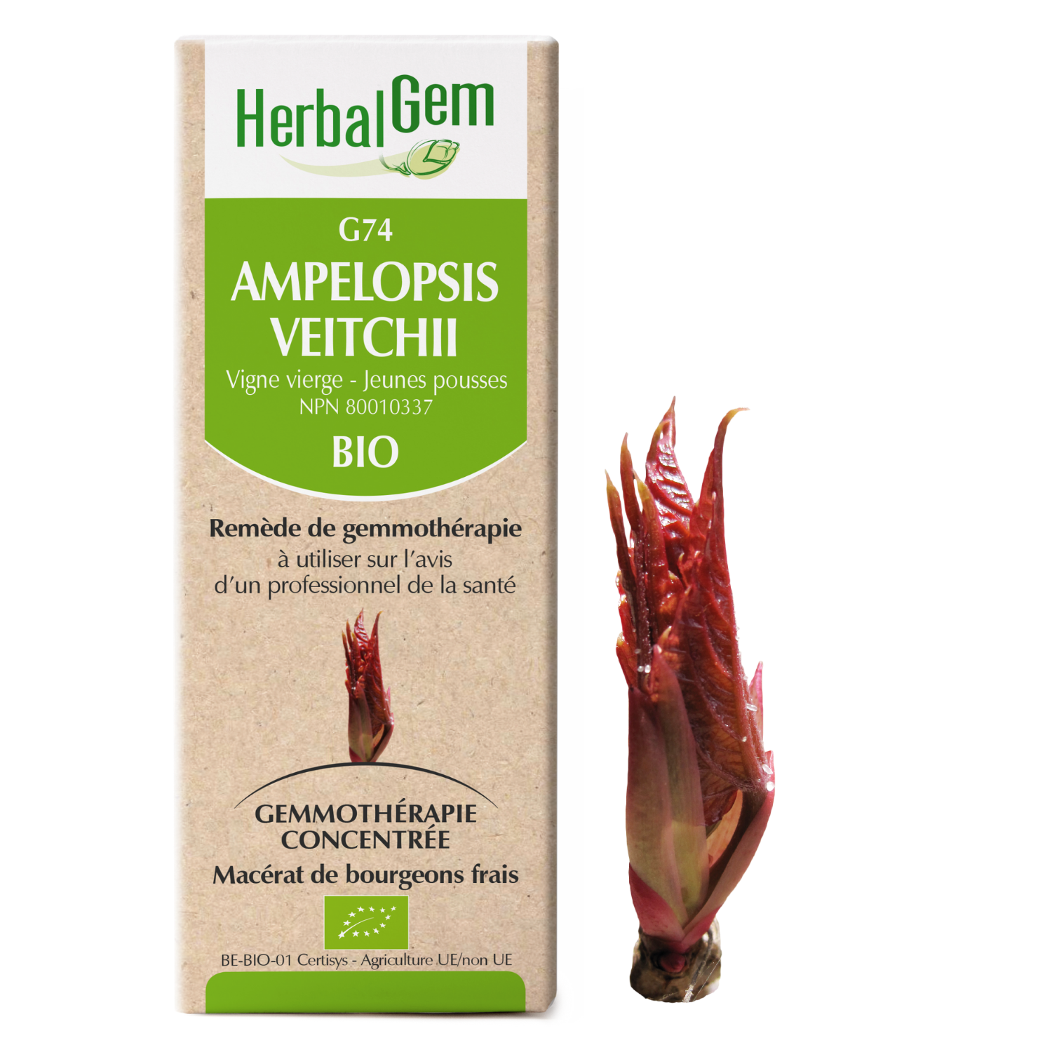 Ampelopsis veitchii (Vigne vierge) G74