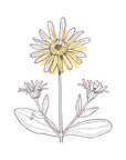 Arnica | P-HV02