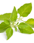 Ashwagandha | J-ASHW