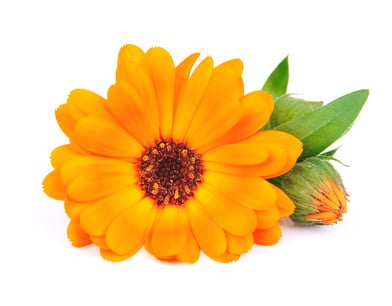 R94 Calendula