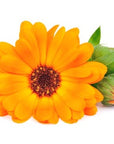 R94 Calendula