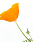 California Poppy | J-PACA