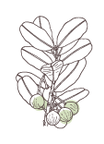 Calophylle | P-HV06