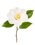 Camellia Precious Oil | P-HV23
