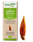 Carpinus betulua (Charme) G52