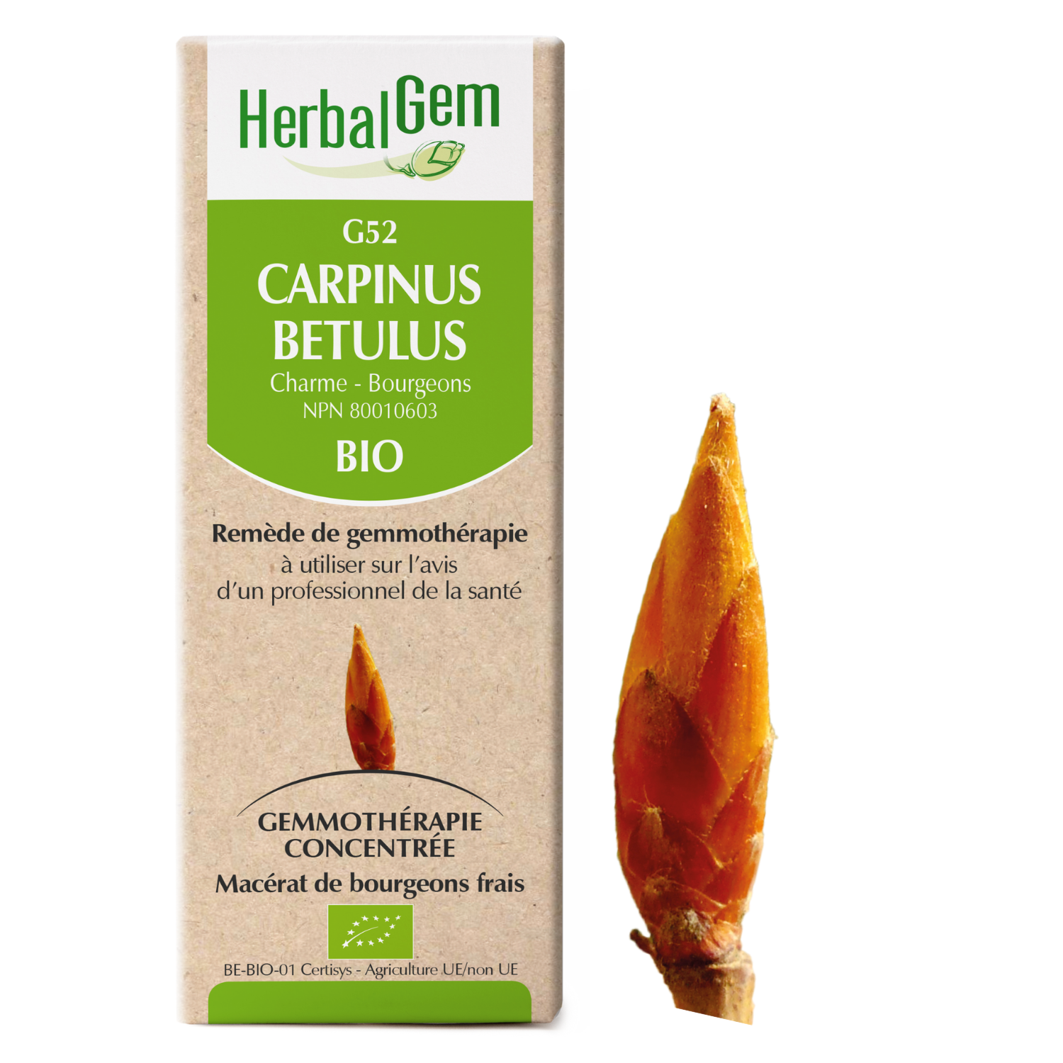 Carpinus betulua (Charme) G52