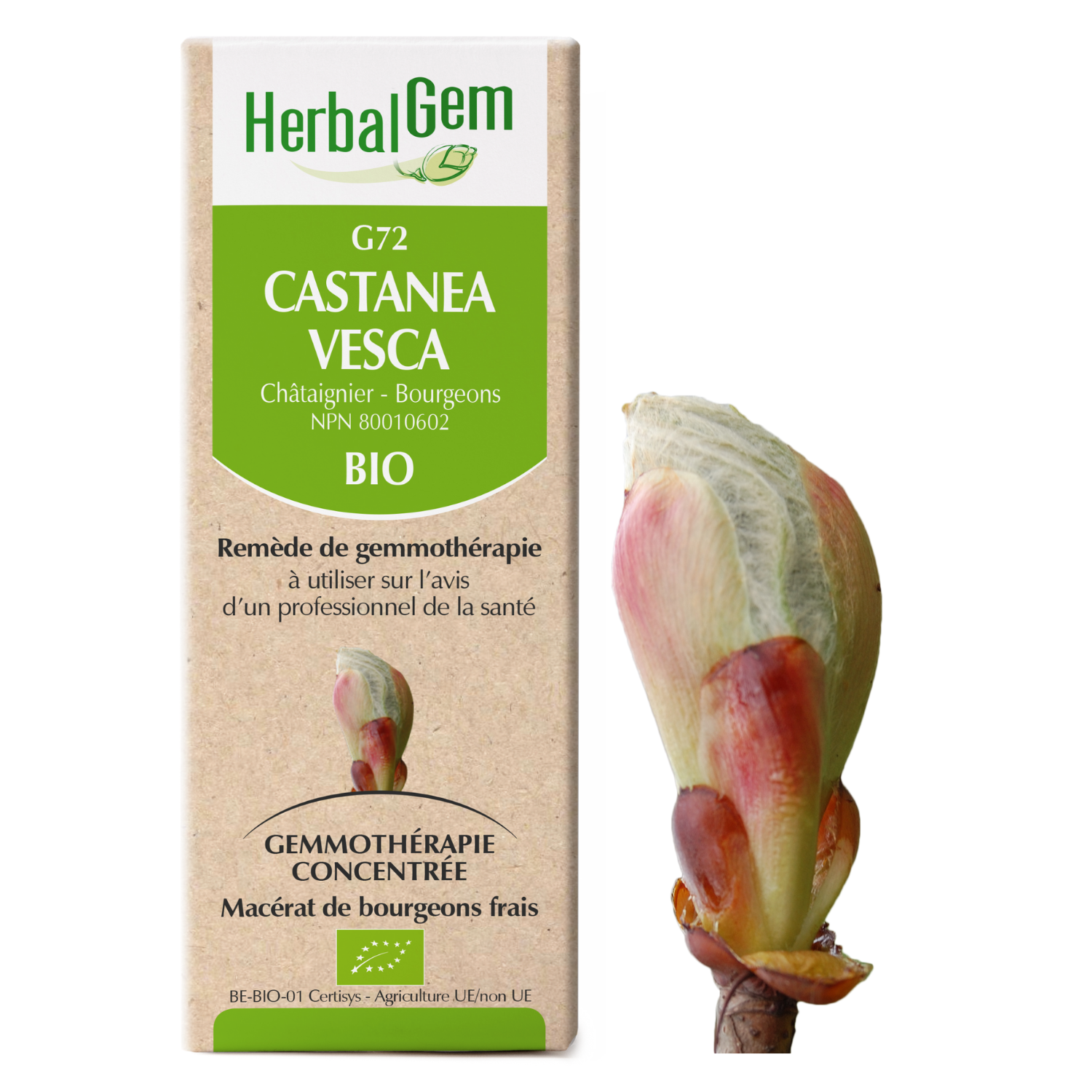 Castanea vesca (Châtaignier) G72