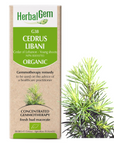 Cedrus libani (Cèdre du Liban) G38