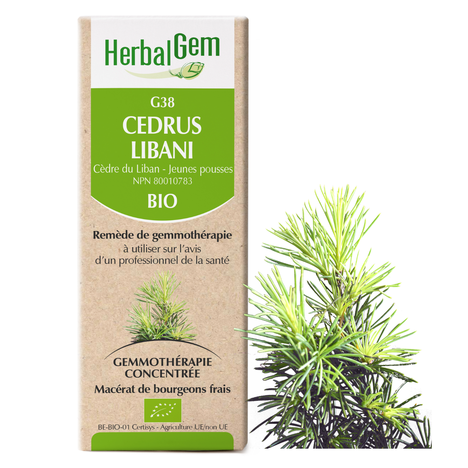 Cedrus libani (Cedar of Lebanon) G38 – Bio Lonreco