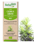 Cedrus libani (Cèdre du Liban) G38