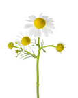 Camomille allemande