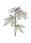 Hemp | P-HV21