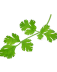 Coriander | P-E93