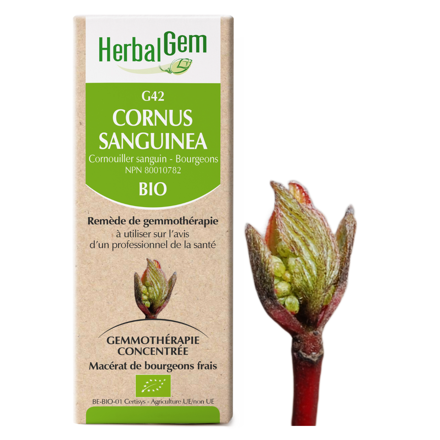 Cornus sanguinea (Cornouiller sanguin) G42