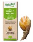 Corylus avellana (Hazel) G49