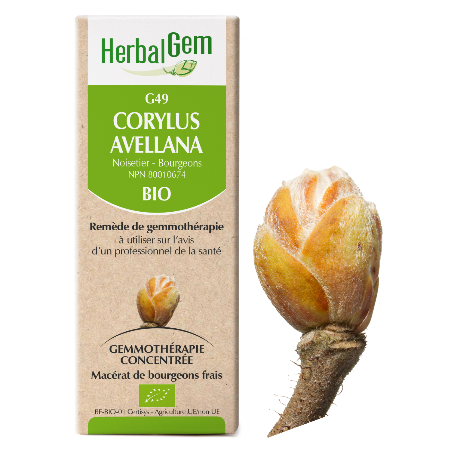 Corylus avellana (Noisetier) G49